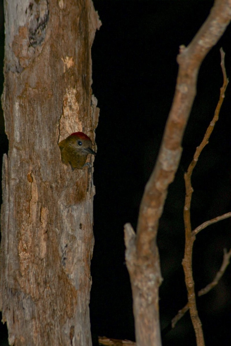 Little Woodpecker - Ramón David Ruiz Correa (@rada.birding)