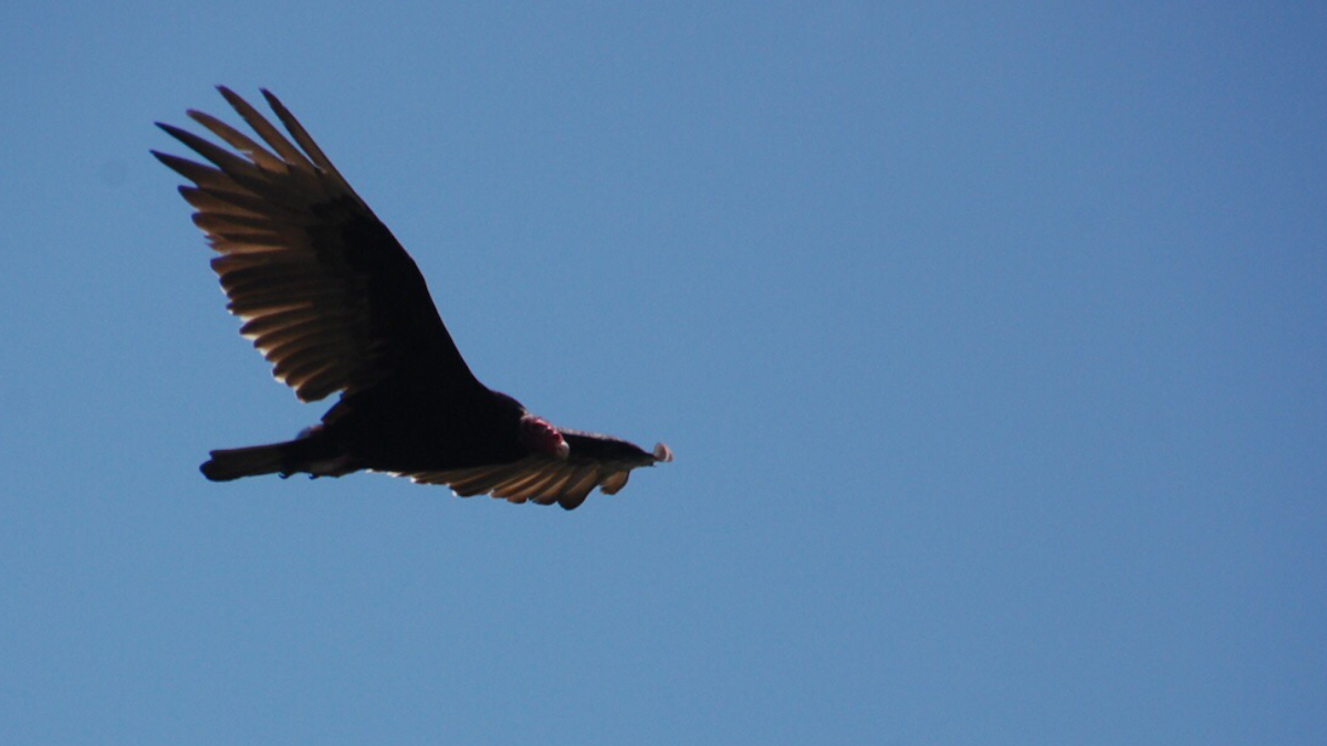 Turkey Vulture - Ryan Brown