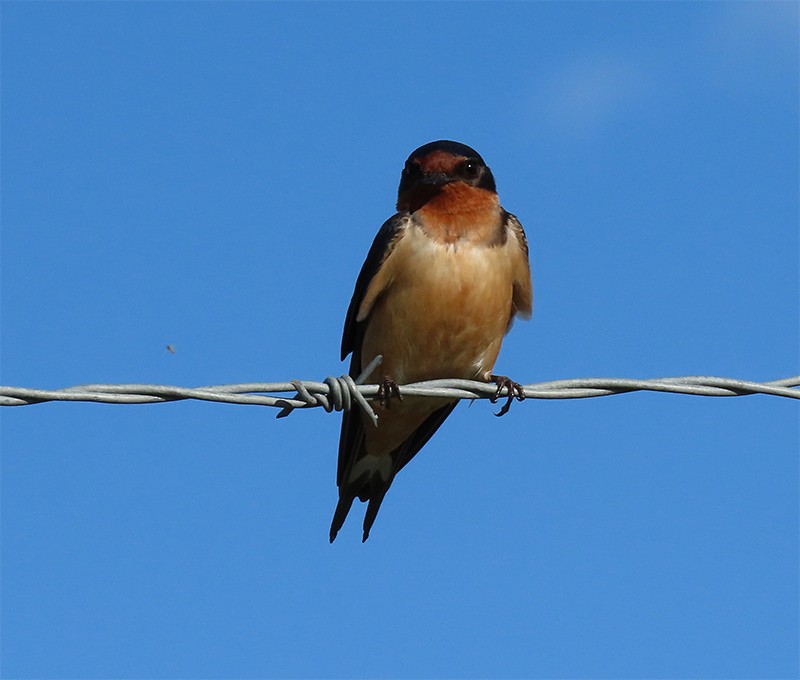 Barn Swallow - ML156694981
