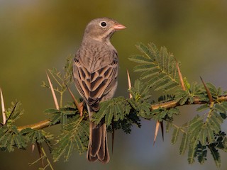 Grey-necked Bunting (Grey-hooded Bunting) - eBird