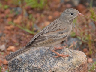 Grey-necked Bunting (Grey-hooded Bunting) - eBird