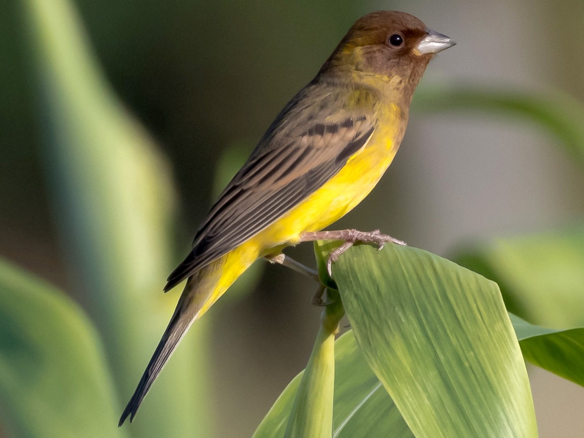Red-headed Bunting - Prashant Tewari