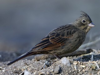 雌鳥 - Esha Munshi - ML156700991