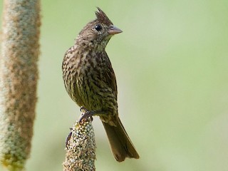 雌鳥 - Snehasis Sinha - ML156701021