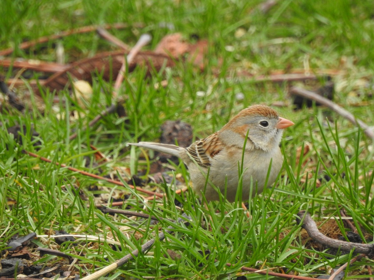 Field Sparrow - ML156701421