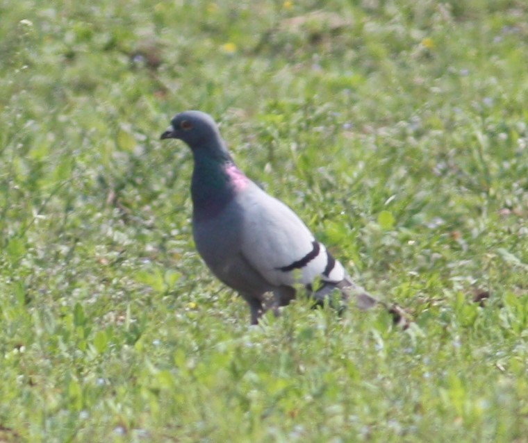 Rock Pigeon (Feral Pigeon) - ML156702211