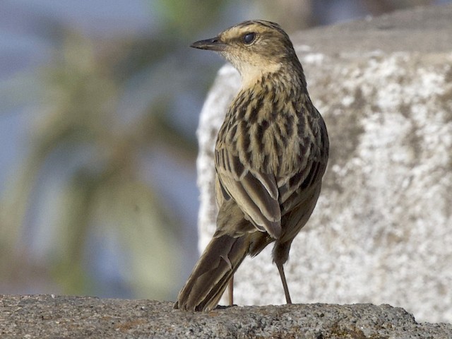 Remy Eva Remy porno film