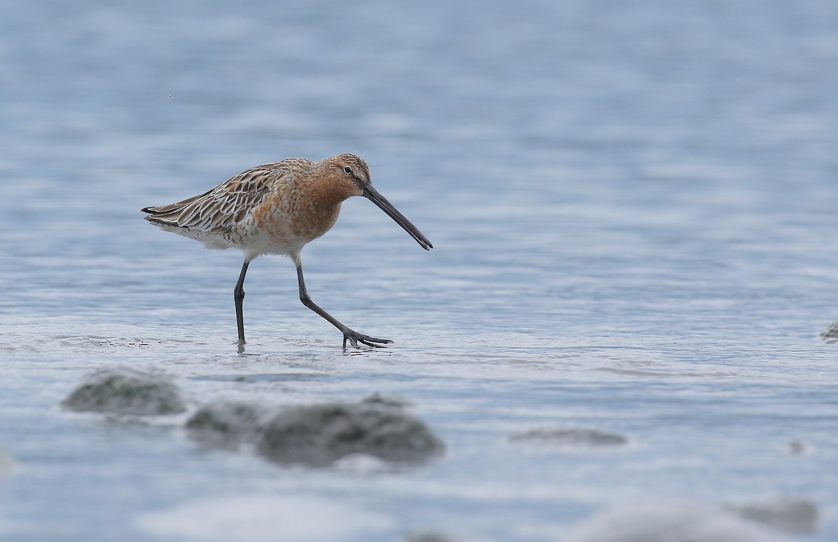 Asian Dowitcher - ML156715321