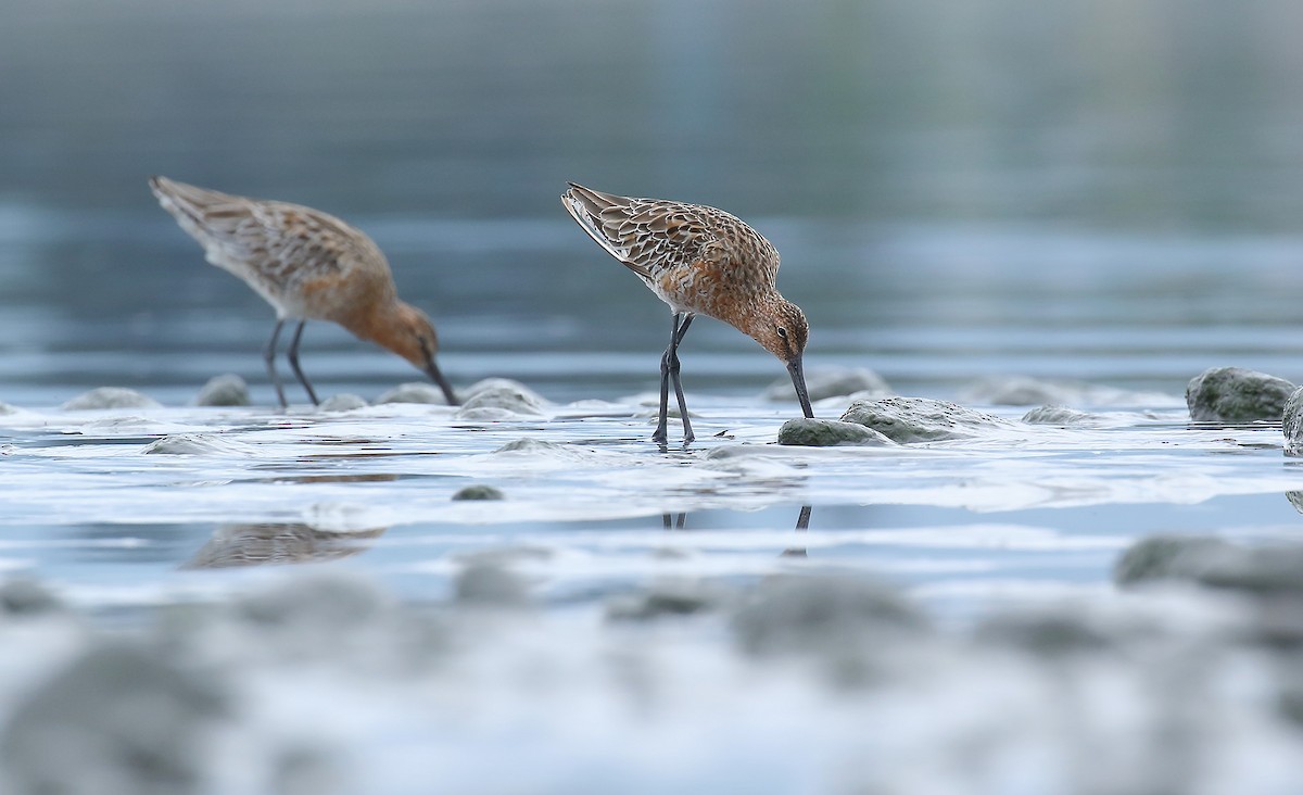 Asian Dowitcher - ML156715331