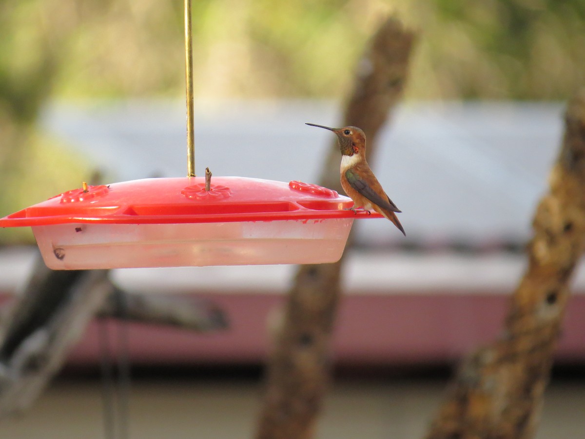 Rufous Hummingbird - ML156715461