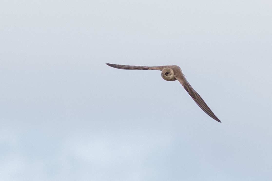 Northern Rough-winged Swallow - ML156715931