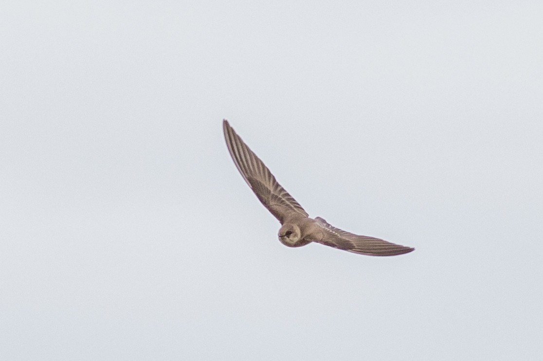 Northern Rough-winged Swallow - ML156715941