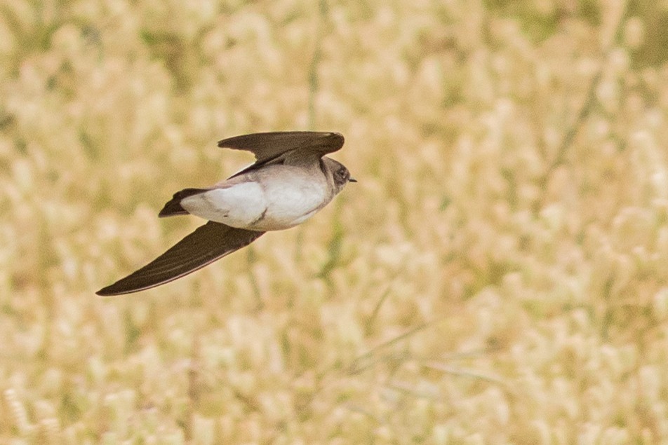 Northern Rough-winged Swallow - ML156715961