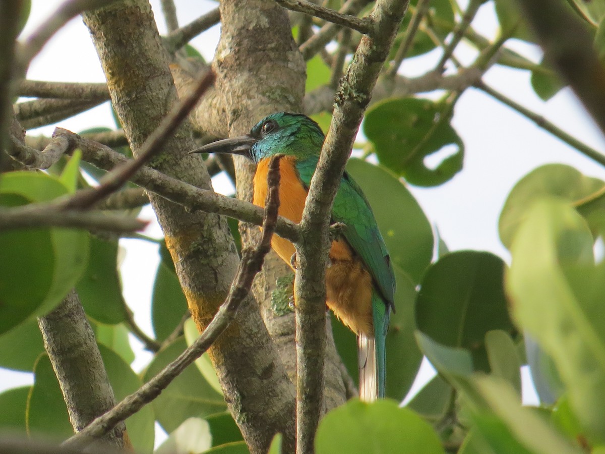 Great Jacamar - Gabriel Utria - Quetzal Birdwatch
