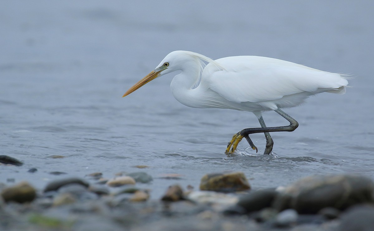 Chinese Egret - Rui-Yang Ho