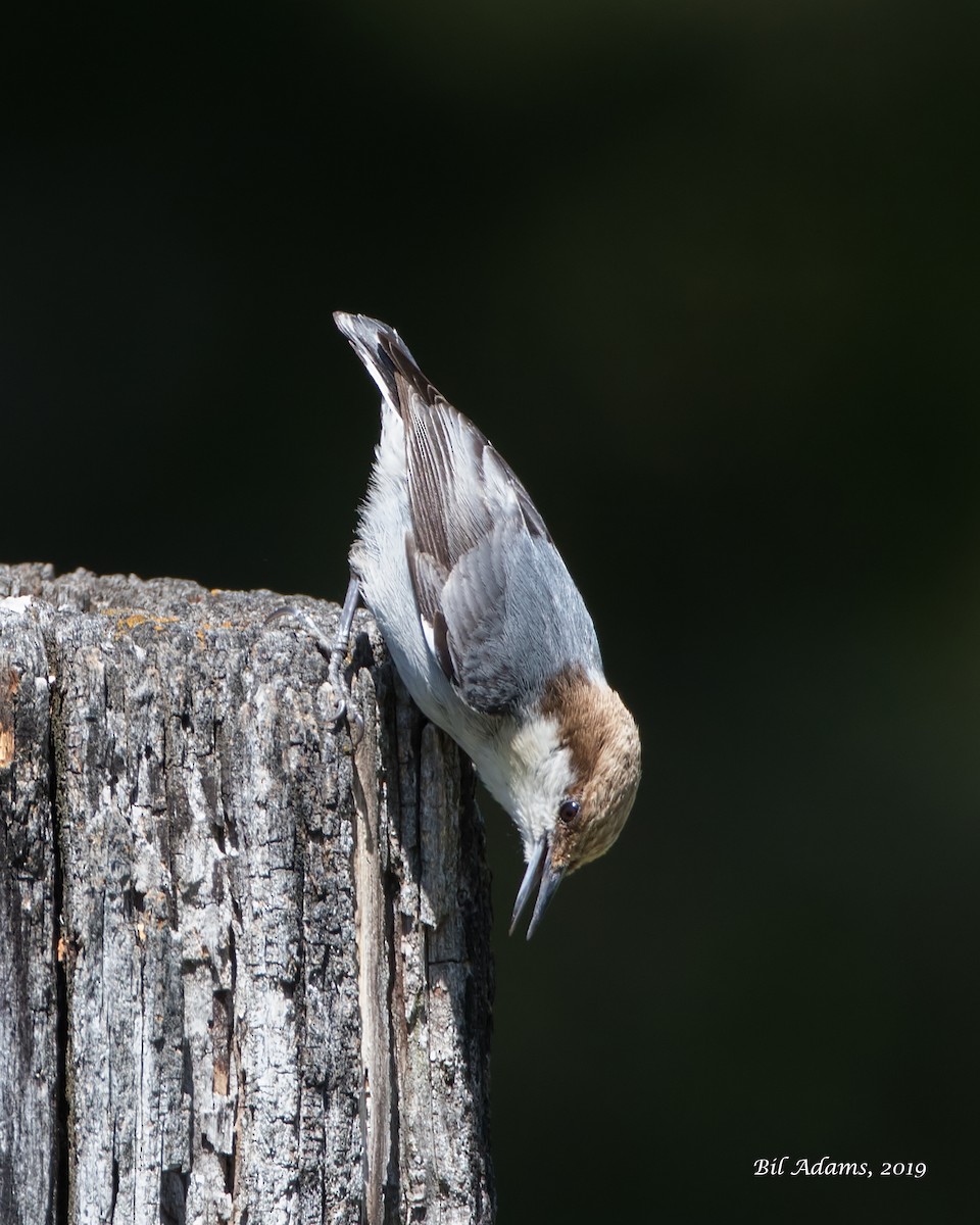 Brown-headed Nuthatch - ML156718331