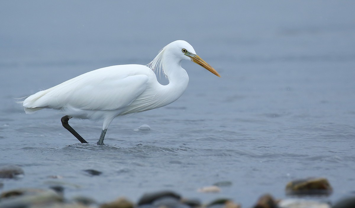 Chinese Egret - ML156718631