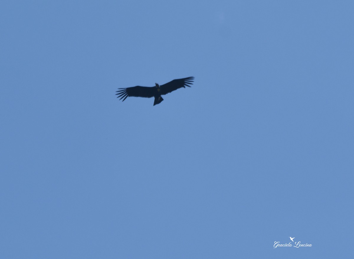 Andean Condor - ML156719691