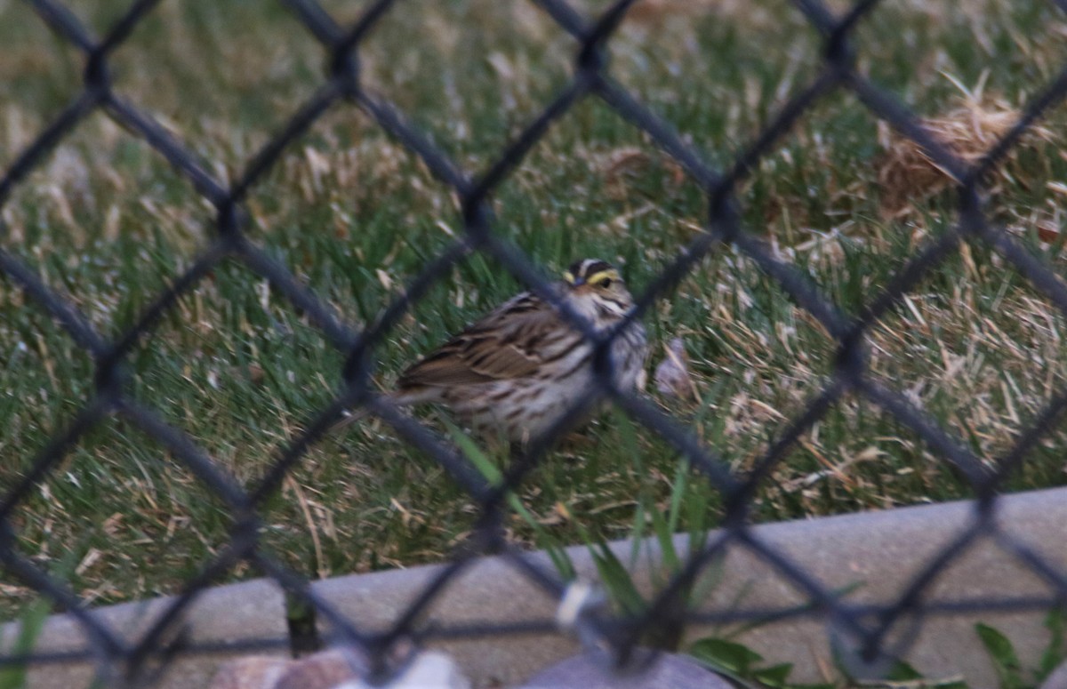 Savannah Sparrow - ML156723181