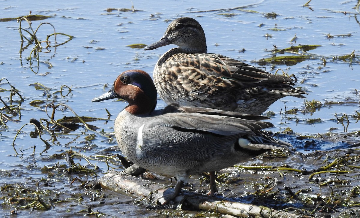 Green-winged Teal - Tracee Starner