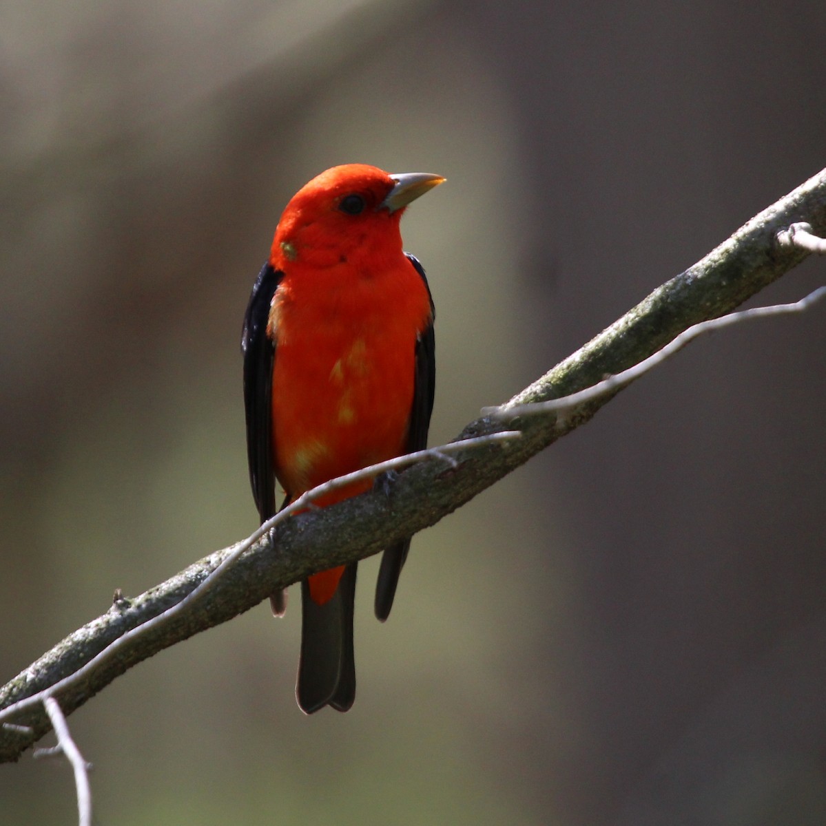 Scarlet Tanager - Dominick Fenech