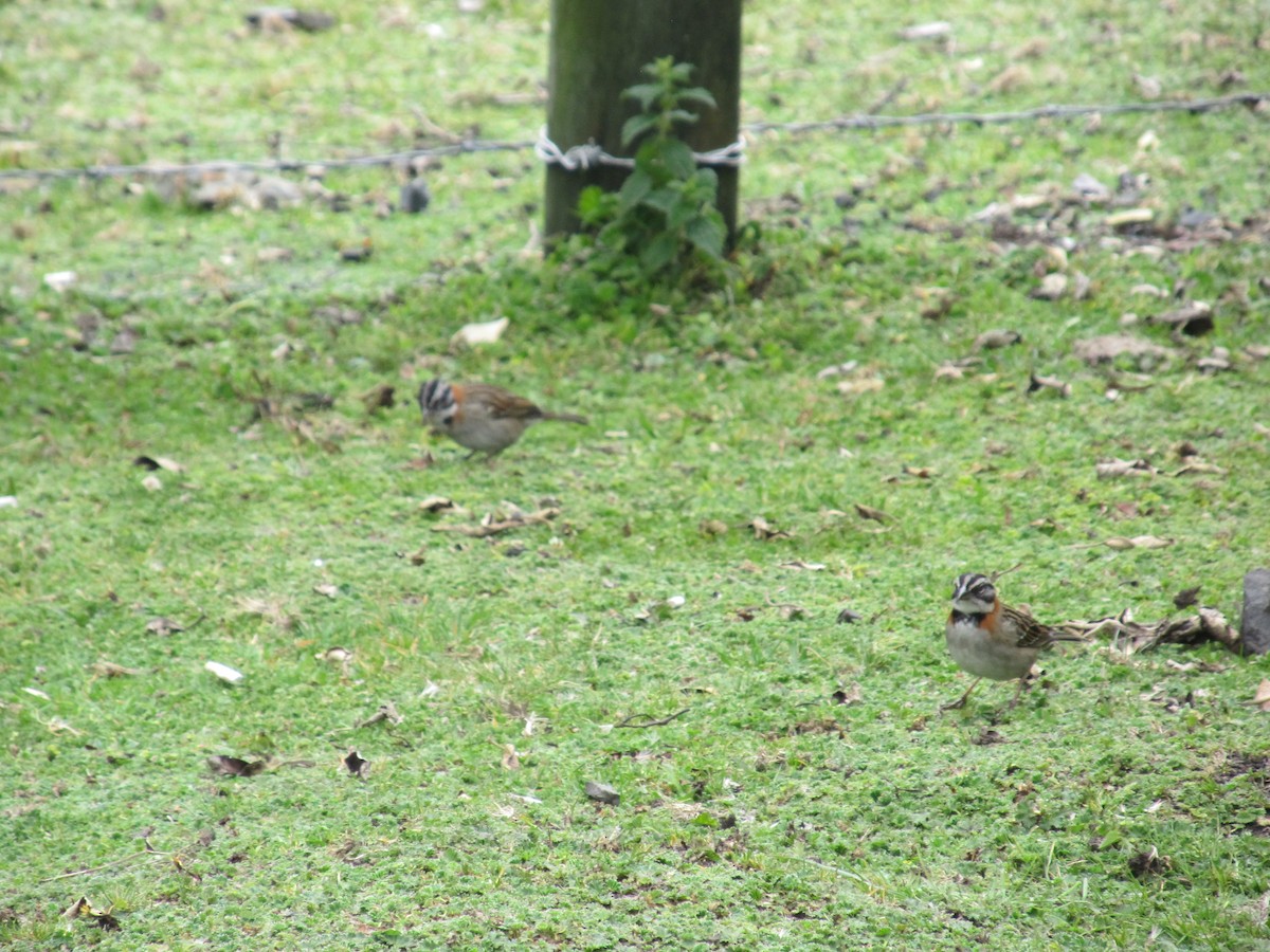 Rufous-collared Sparrow - ML156737101