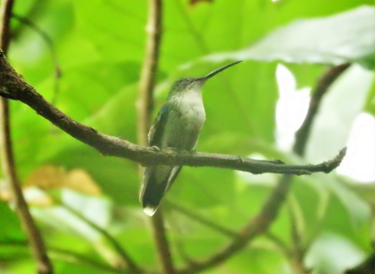 kolibřík bělořitý - ML156738661
