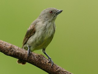 Striped Flowerpecker - eBird