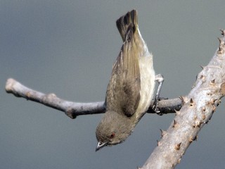 Striped Flowerpecker - eBird