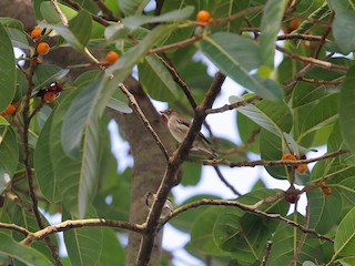 Adult (obsoletum Group) - Neoh Hor Kee - ML156738961