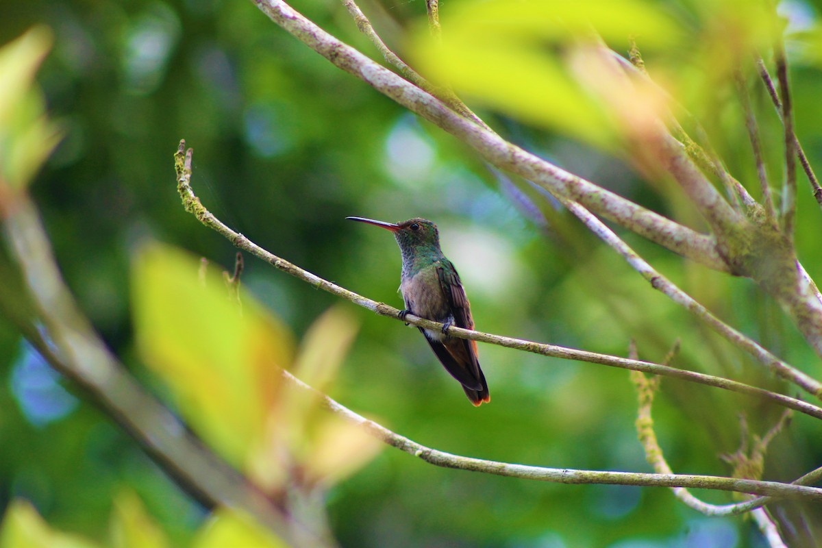 Rufous-tailed Hummingbird - Miguel Angel Rodriguez Salazar