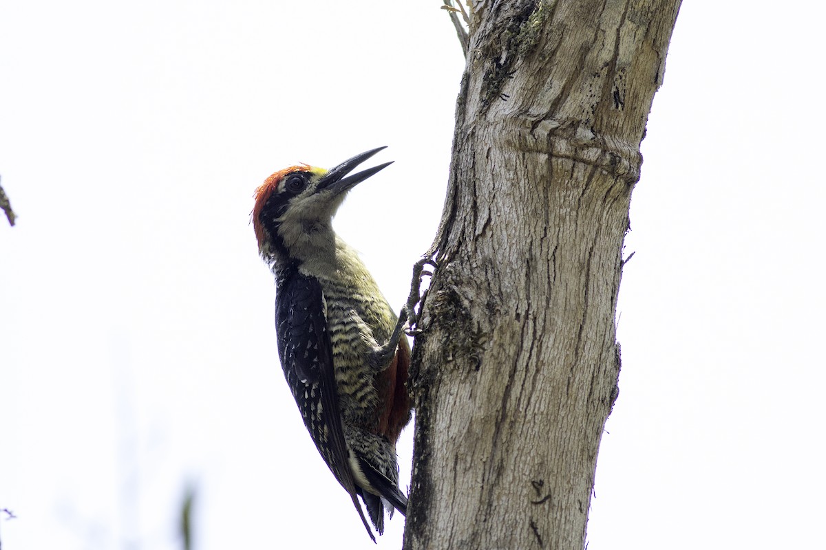 Black-cheeked Woodpecker - Francis Canto Jr