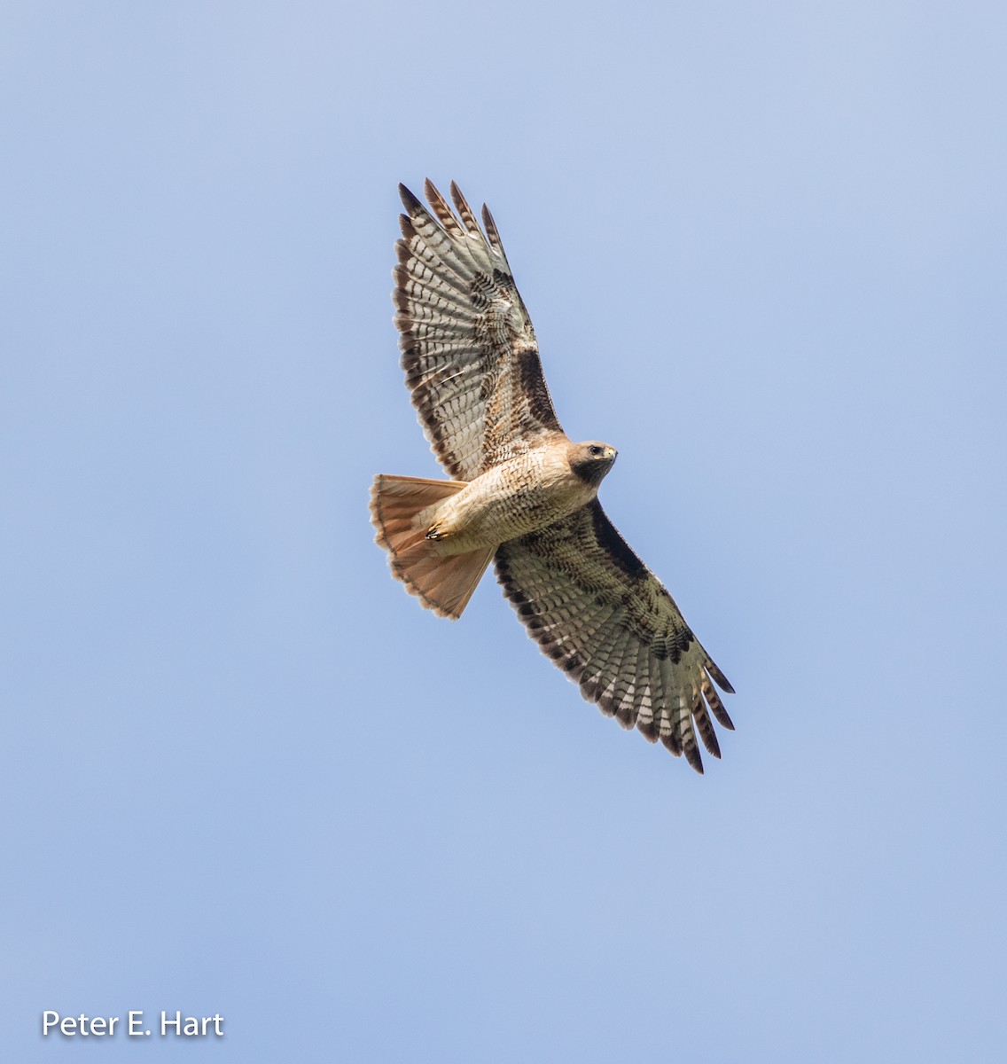 Red-tailed Hawk - Peter Hart