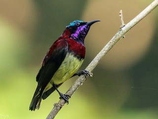  - Crimson-backed Sunbird