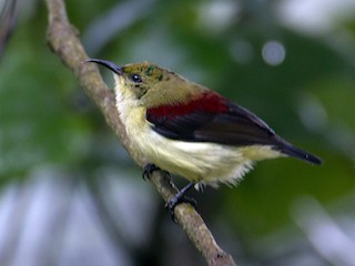  - Crimson-backed Sunbird