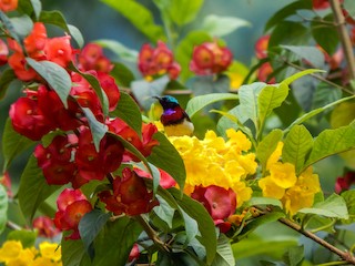  - Crimson-backed Sunbird