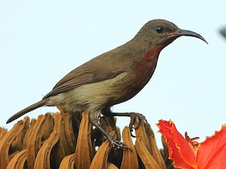 雌鳥 - Savio Fonseca (www.avocet-peregrine.com) - ML156741411