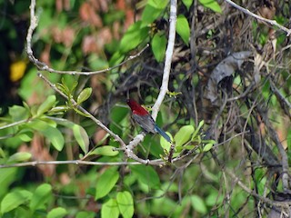 雄鳥 - Sneha Dharwadkar - ML156741451