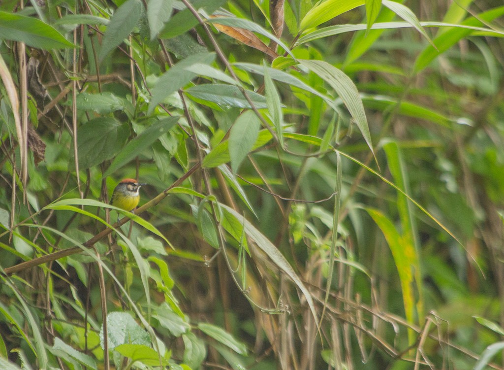 Rufous-crowned Tody-Flycatcher - Diego Valbuena