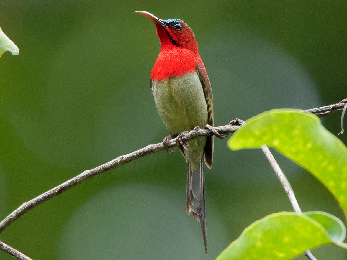 Crimson Sunbird - Ayuwat Jearwattanakanok