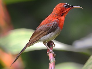  - Crimson Sunbird
