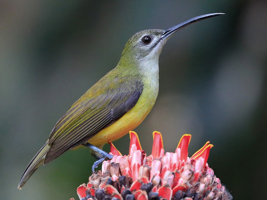 Little Spiderhunter - eBird