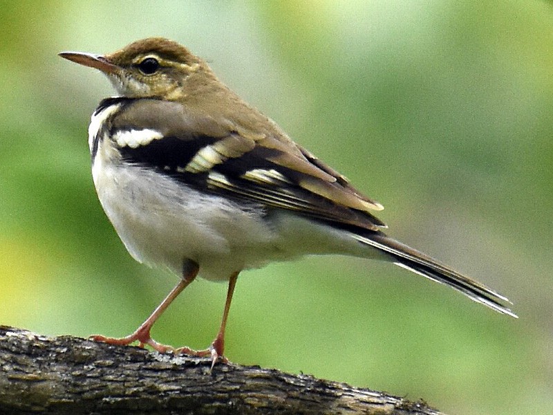 Forest Wagtail - eBird