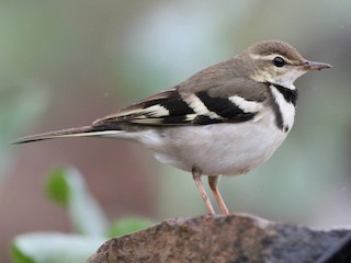  - Forest Wagtail