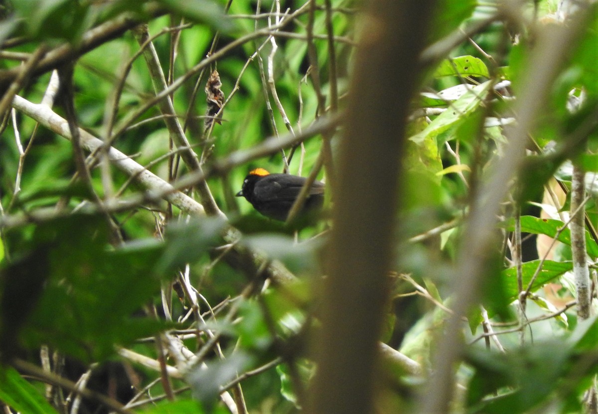 Tawny-crested Tanager - ML156744051