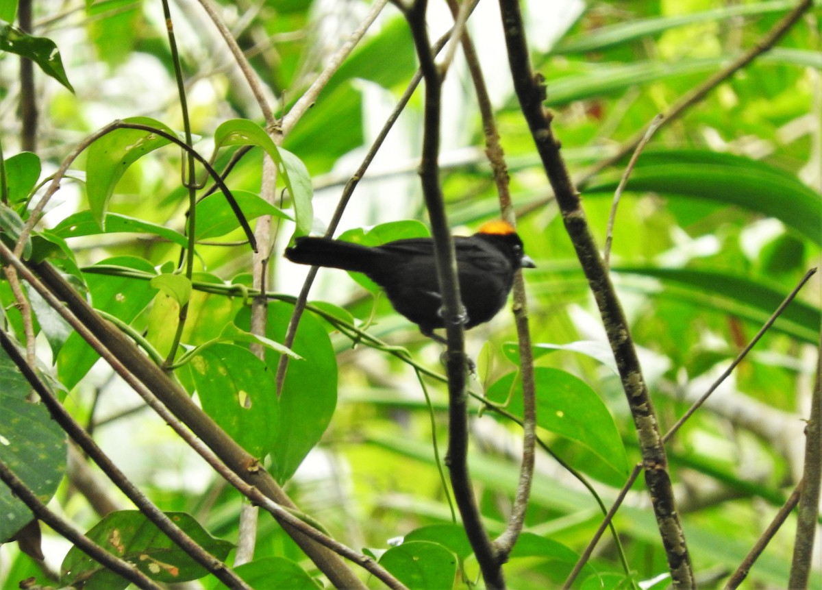 Tawny-crested Tanager - ML156744161