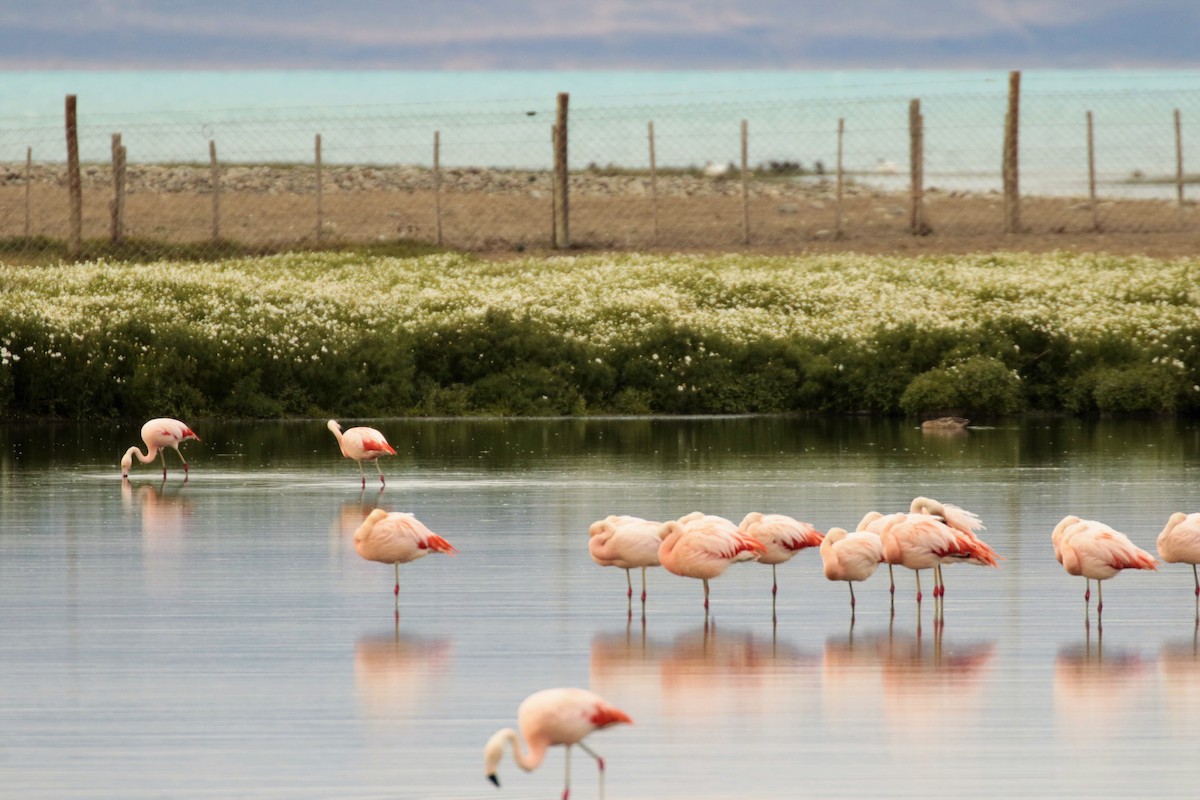 Chilean Flamingo - ML156744821