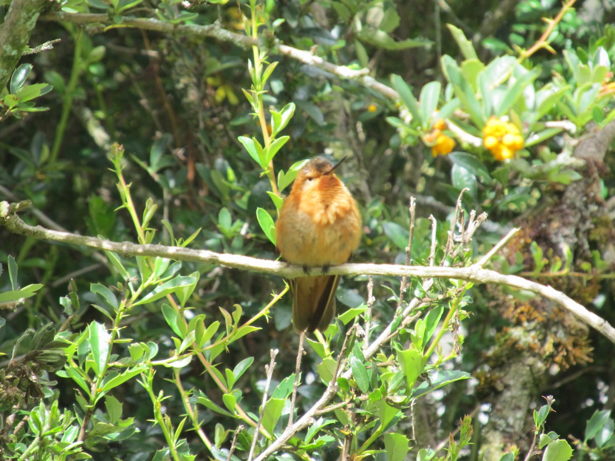 kolibřík duhovohřbetý - ML156745271