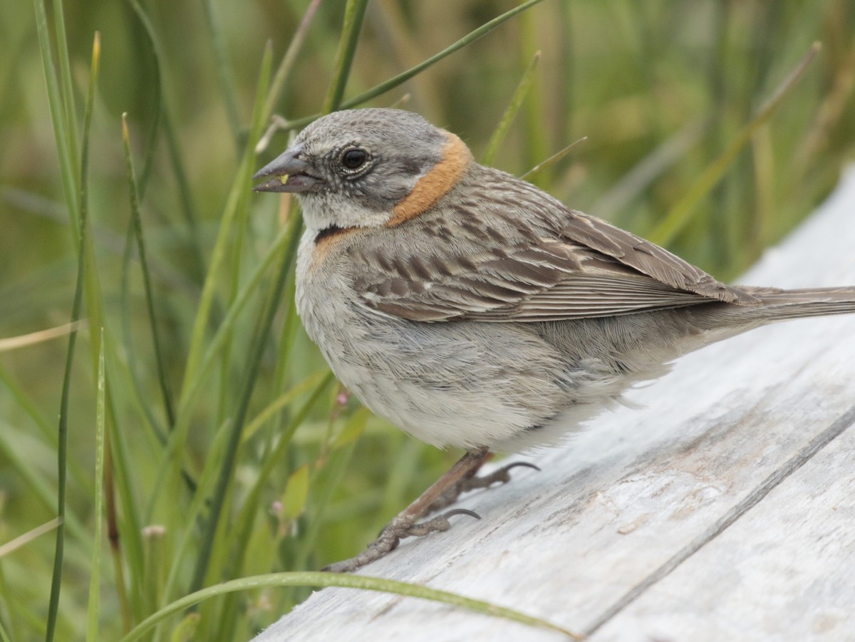 Rufous-collared Sparrow - ML156746851