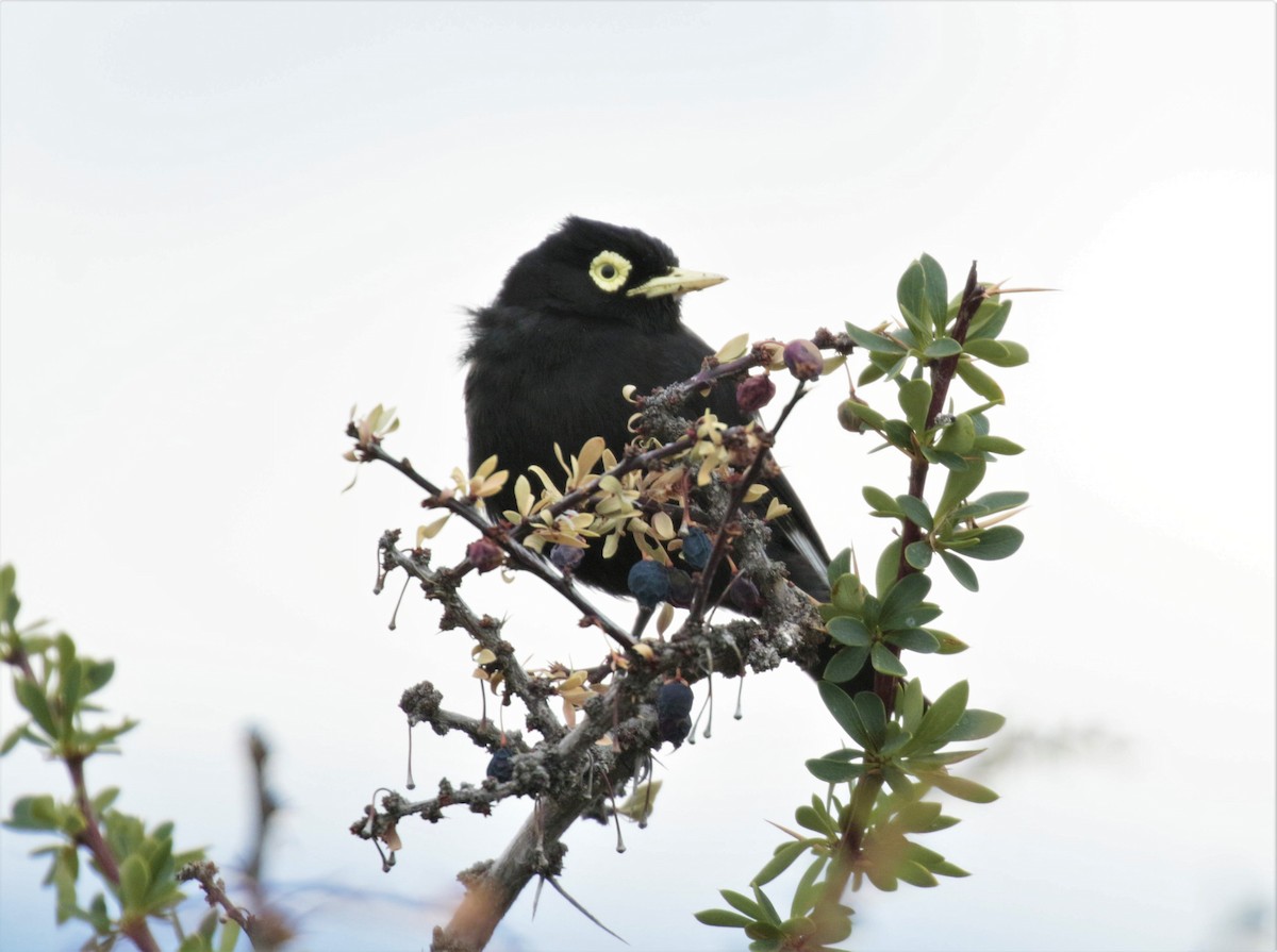 Spectacled Tyrant - ML156747021